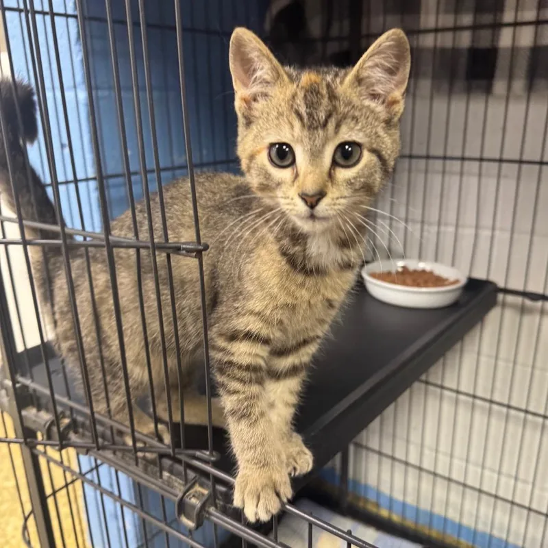 A baby small-sized female Domestic Short Hair cat named Pineapple for adoption in Easton, PA