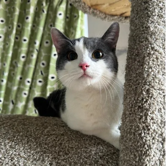 A young medium-sized male White Domestic Short Hair cat named Felix for adoption in Gibsonia, PA