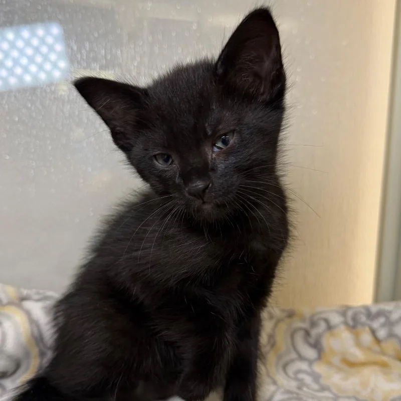 A baby small-sized male Black Domestic Short Hair cat named Raven for adoption in Sunnyvale, CA