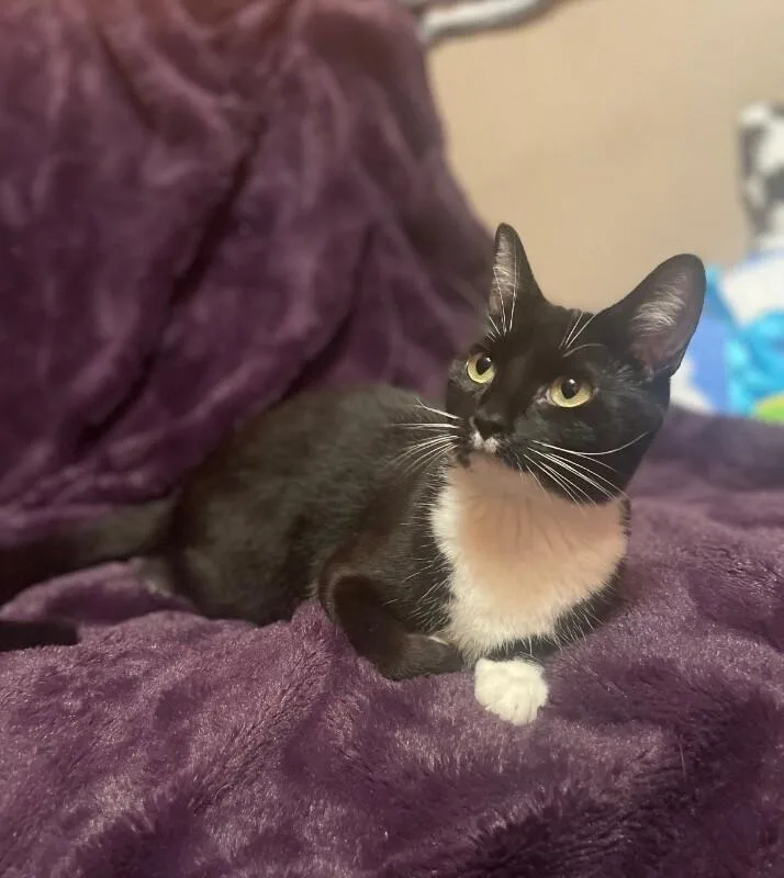 An adult medium-sized female Black Domestic Short Hair cat named Momma Meatball for adoption in North Babylon, NY