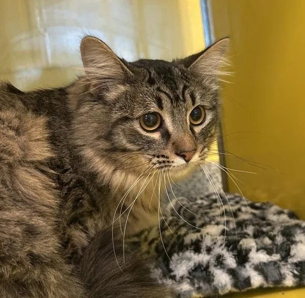 An adult small-sized male Domestic Medium Hair cat named Benny for adoption in Golden, CO