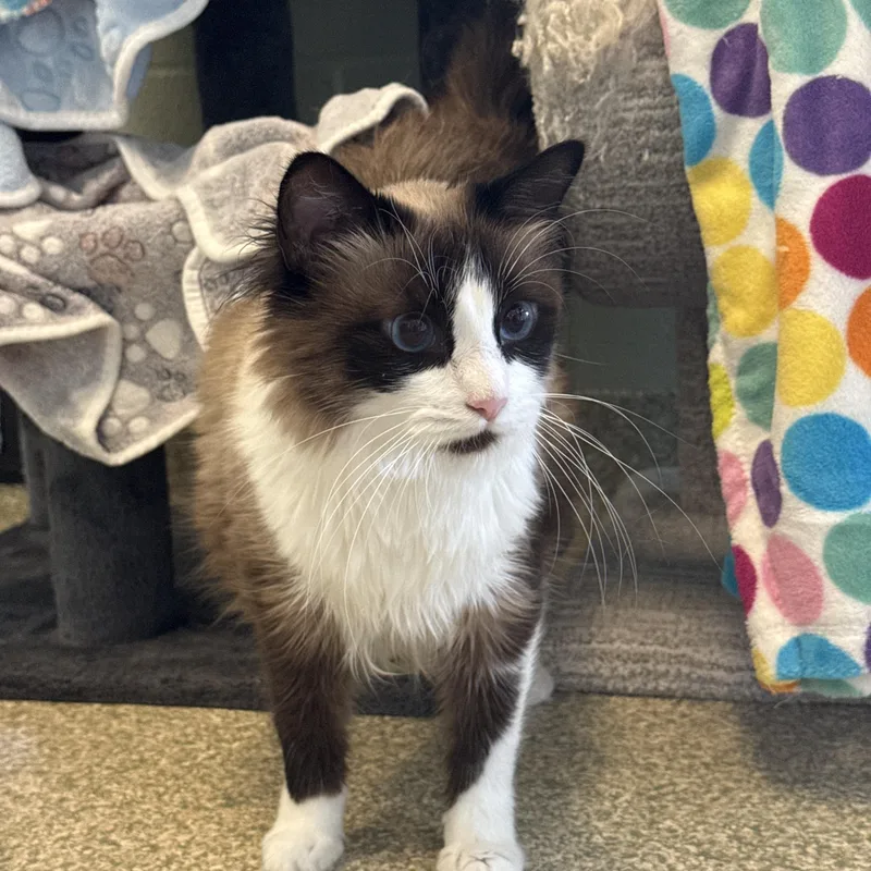 An adult medium-sized female Domestic Medium Hair cat named Silky for adoption in Brownsville, VT