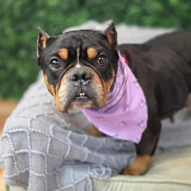 Daisy Mae thumbnail 2