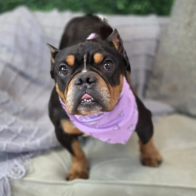 Daisy Mae thumbnail 3