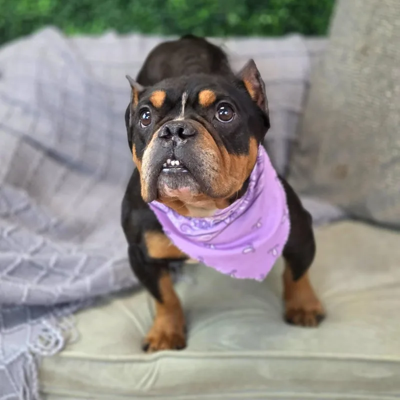Daisy Mae thumbnail 4