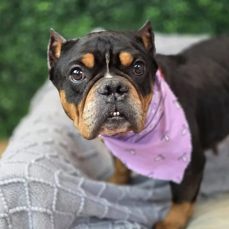 Daisy Mae thumbnail 5