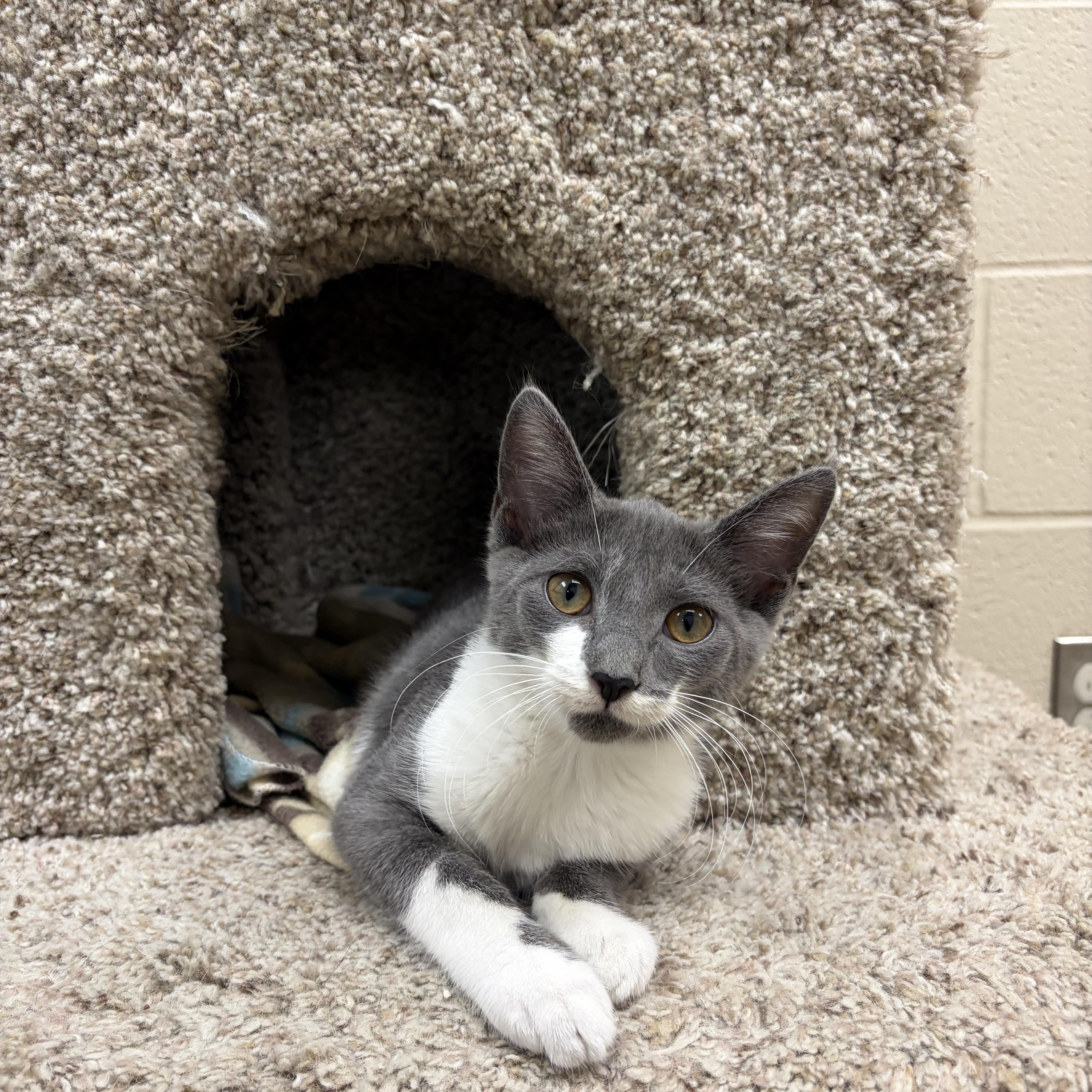 A young medium-sized female Domestic Short Hair cat named Honeydew for adoption in Valparaiso, IN