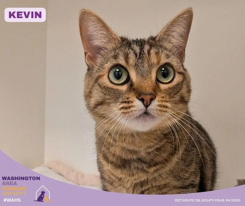 An adult large-sized female Torbie Domestic Short Hair cat named Kevin for adoption in Eighty Four, PA