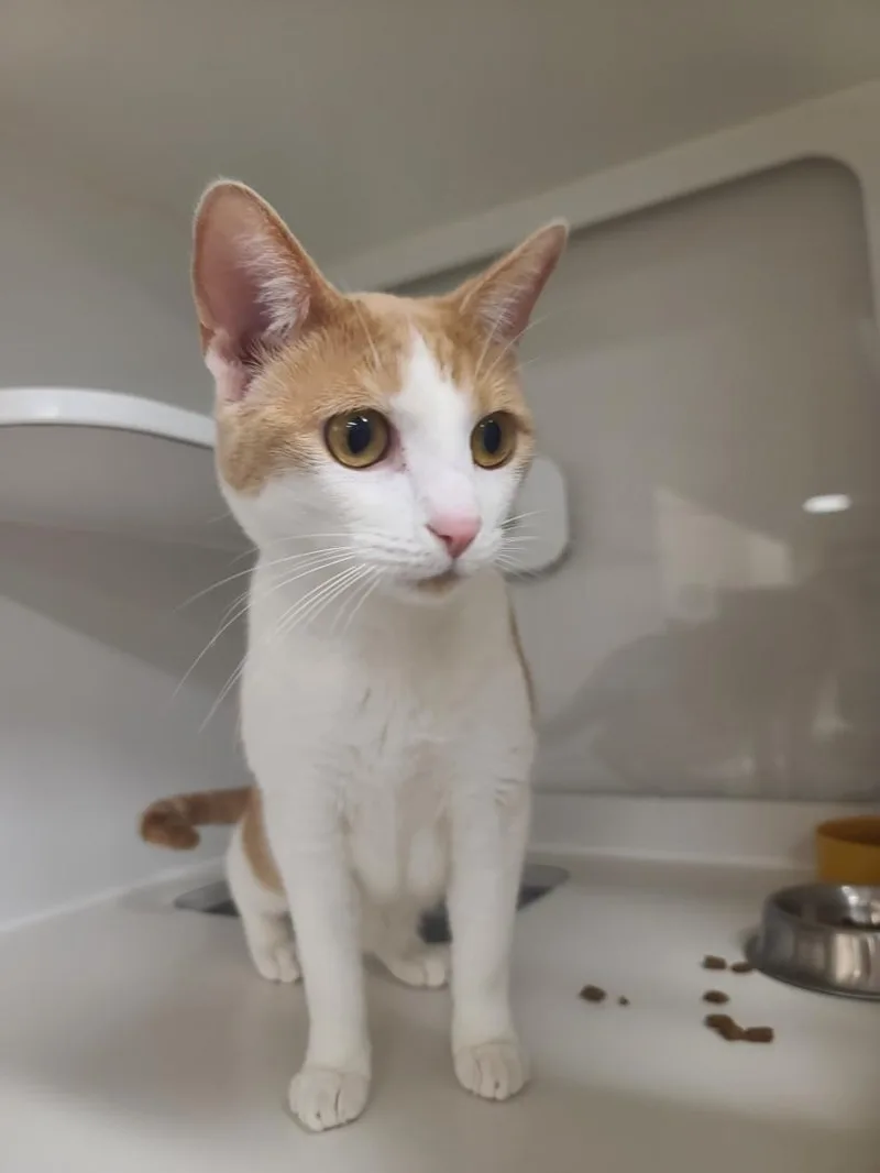 A young medium-sized female Domestic Short Hair cat named Cookie for adoption in Hayward, CA