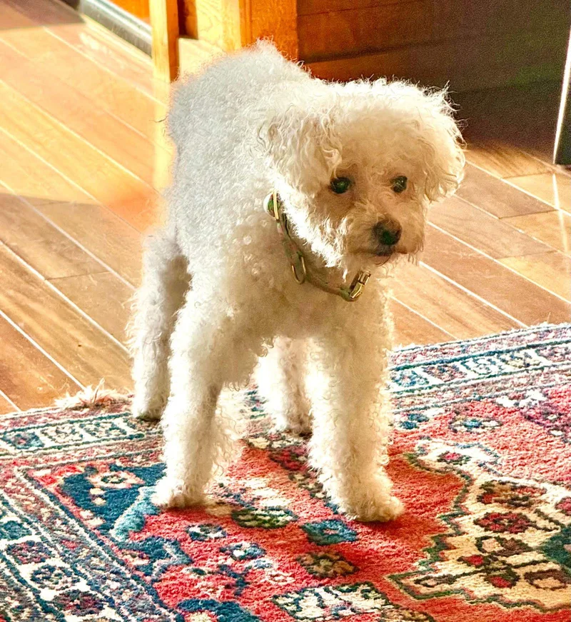 A senior small-sized female Bichon Frise dog named Lady Carpenter for adoption in Escondido, CA