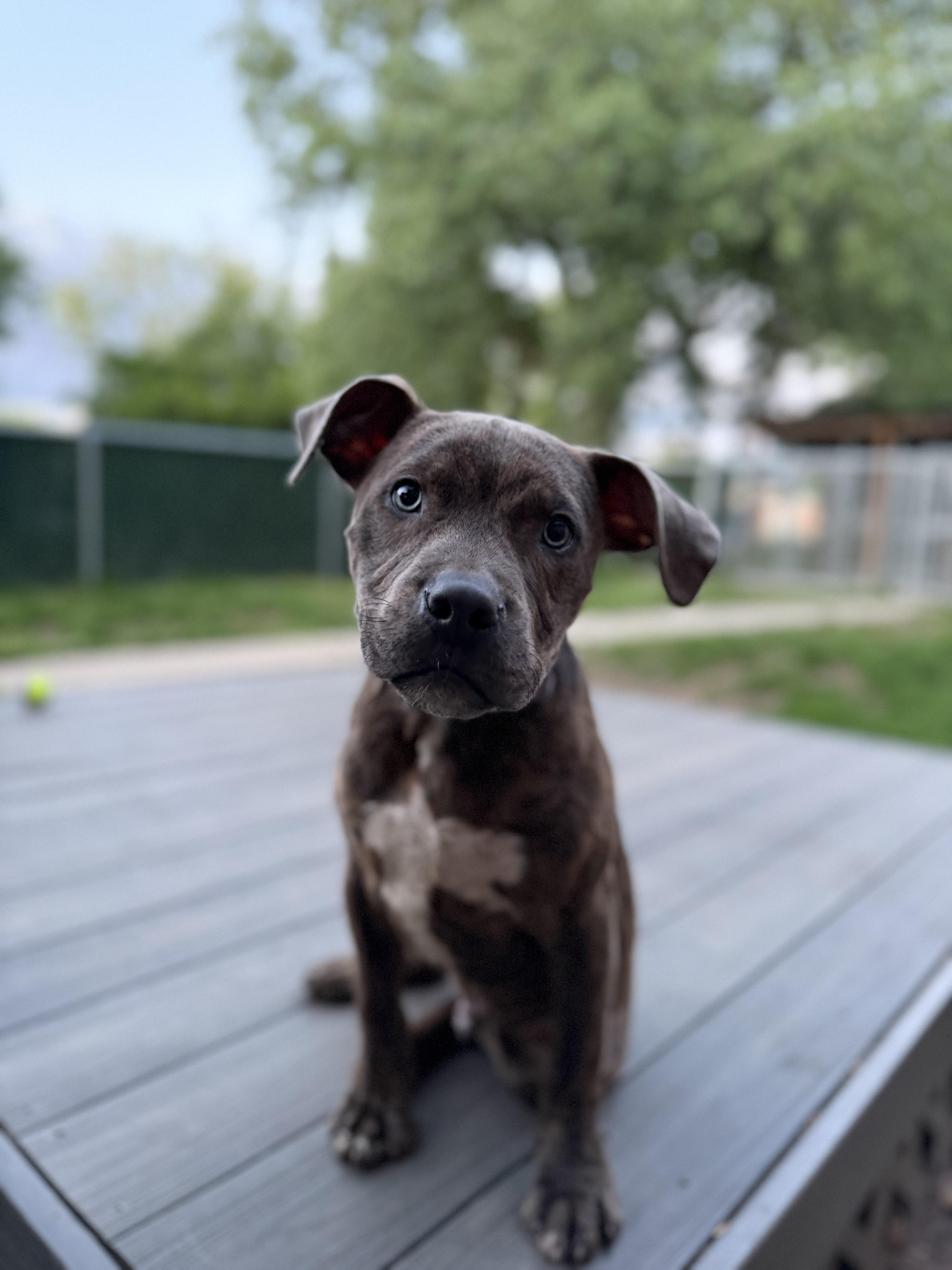 A baby medium-sized male Brindle Mixed Breed dog named Frankie for adoption in Elmwood Park, NJ