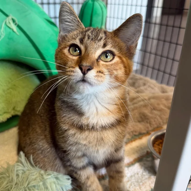 A baby small-sized female Brown / Chocolate Domestic Short Hair cat named Ginger for adoption in Edwardsville, IL