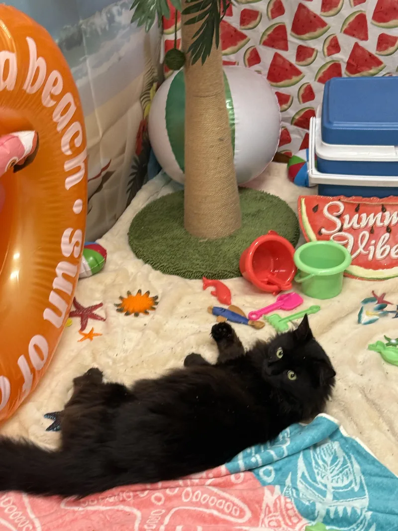 A young medium-sized male Black Domestic Long Hair cat named Candy for adoption in Worcester, MA