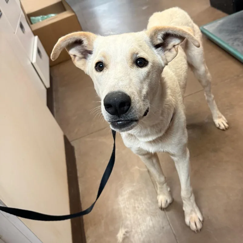 A young medium-sized male Mixed Breed dog named Ghost for adoption in Flagstaff, AZ