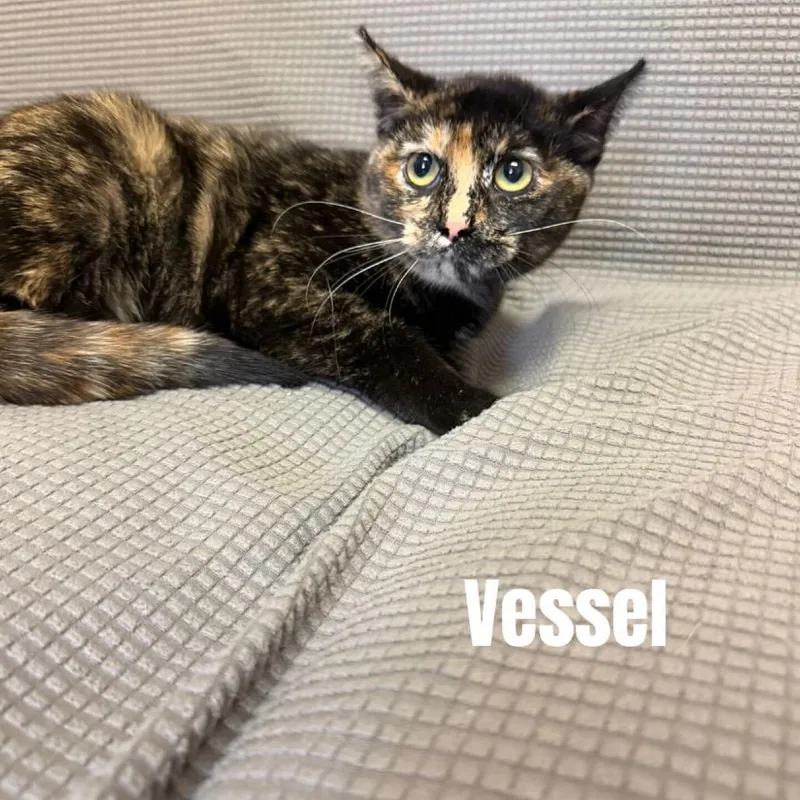 A young small-sized female Black Domestic Short Hair cat named Vessel Meet Me At for adoption in Buffalo, MN