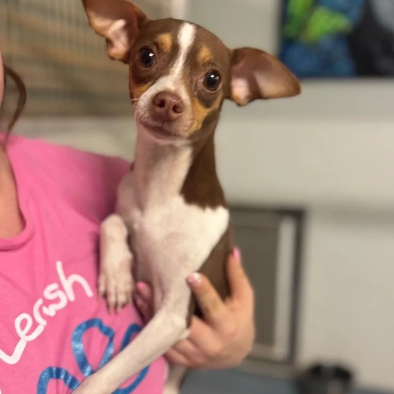 An adult small-sized female Brown / Chocolate Chihuahua dog named Lexie for adoption in Brownsboro, AL