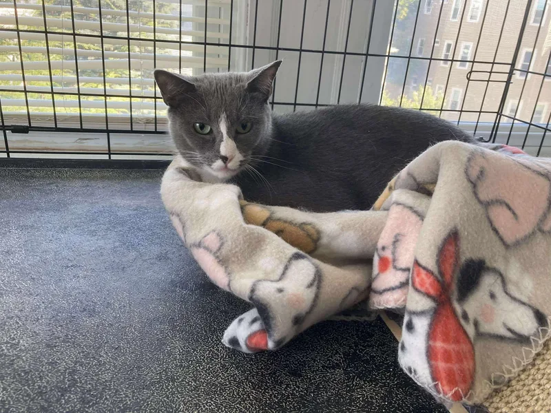 Hermette thumbnail 2