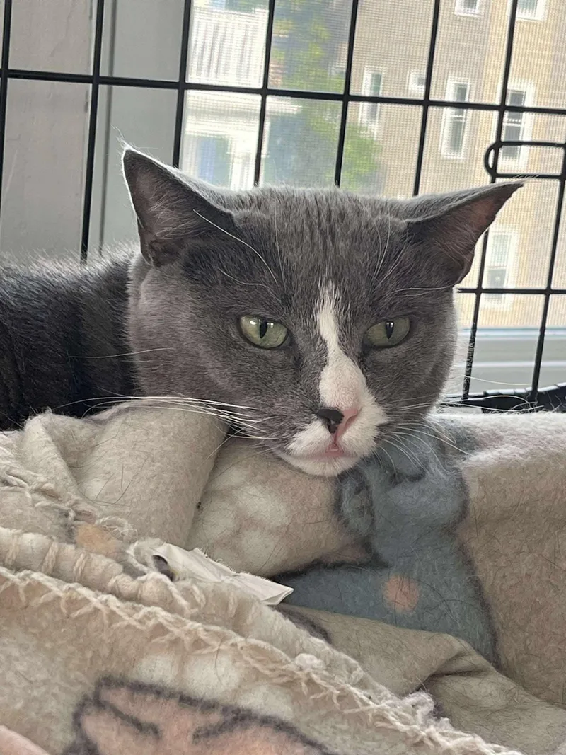 Hermette thumbnail 3