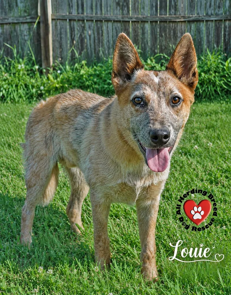 A baby medium-sized male Red / Chestnut / Orange Australian Cattle Dog / Blue Heeler dog named Louie for adoption in Joliet, IL