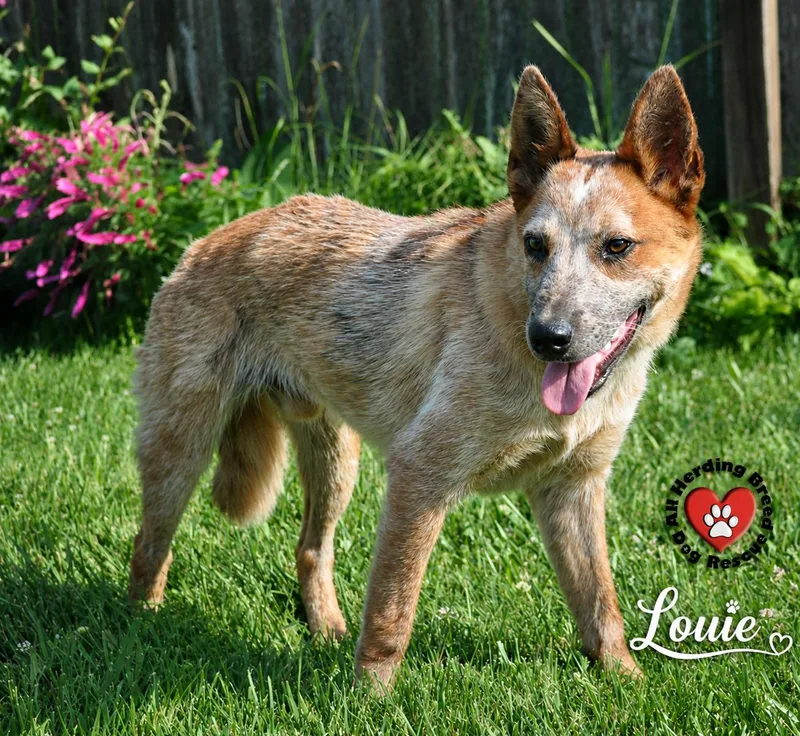 Louie thumbnail 2