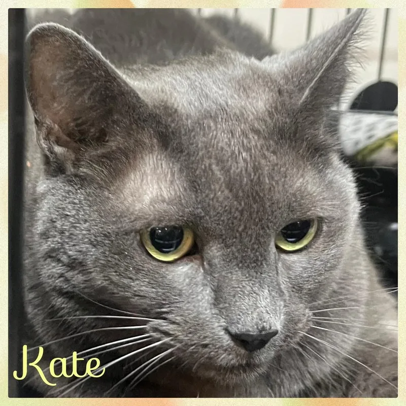 A senior medium-sized female Gray / Blue / Silver Domestic Short Hair cat named W Kate for adoption in Southbury, CT