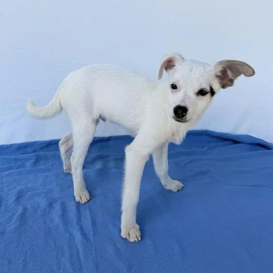 James The Red Engine