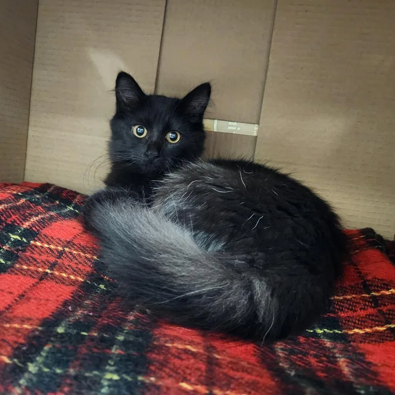 A baby small-sized female Black Domestic Medium Hair cat named Marcia for adoption in Grand Rapids, MI