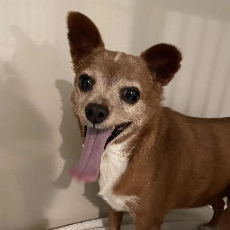 An adult small-sized male Brown / Chocolate Chihuahua dog named Scooby for adoption in Port Charlotte, FL