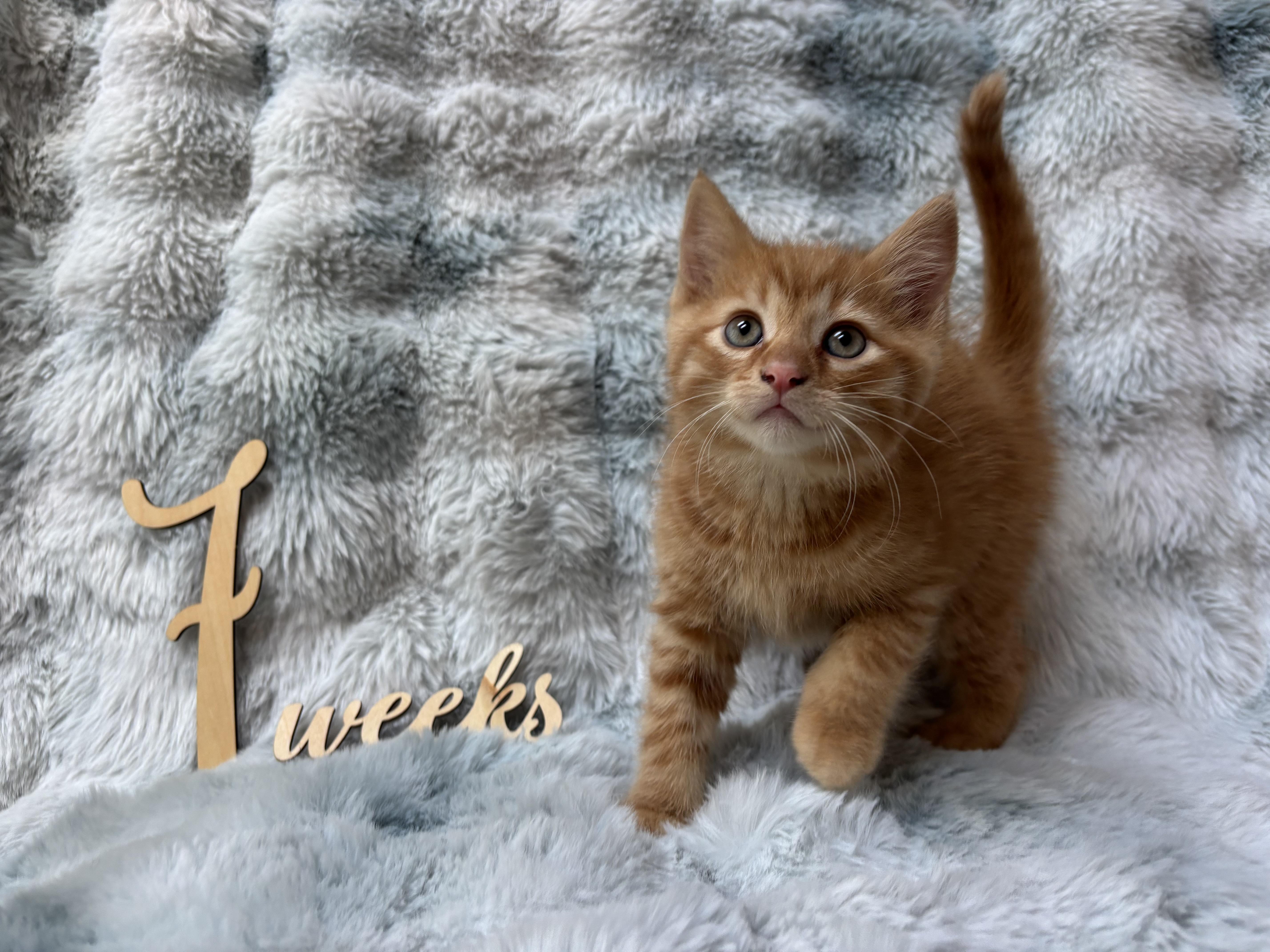 A baby medium-sized male Domestic Medium Hair cat named Reese for adoption in Medinah, IL