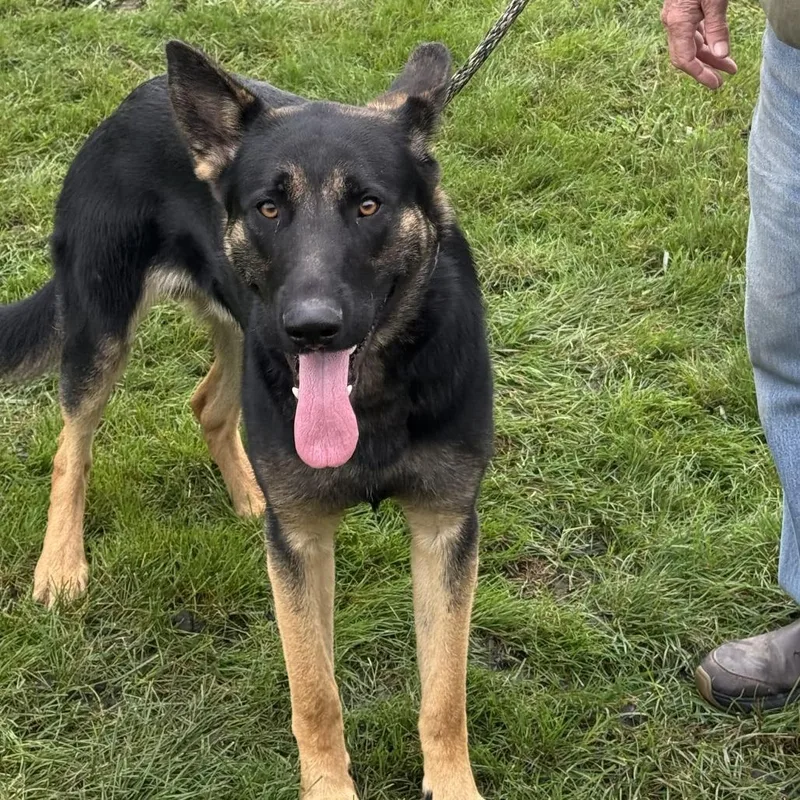 An adult large-sized male German Shepherd Dog dog named Bear for adoption in Van Horne, IA