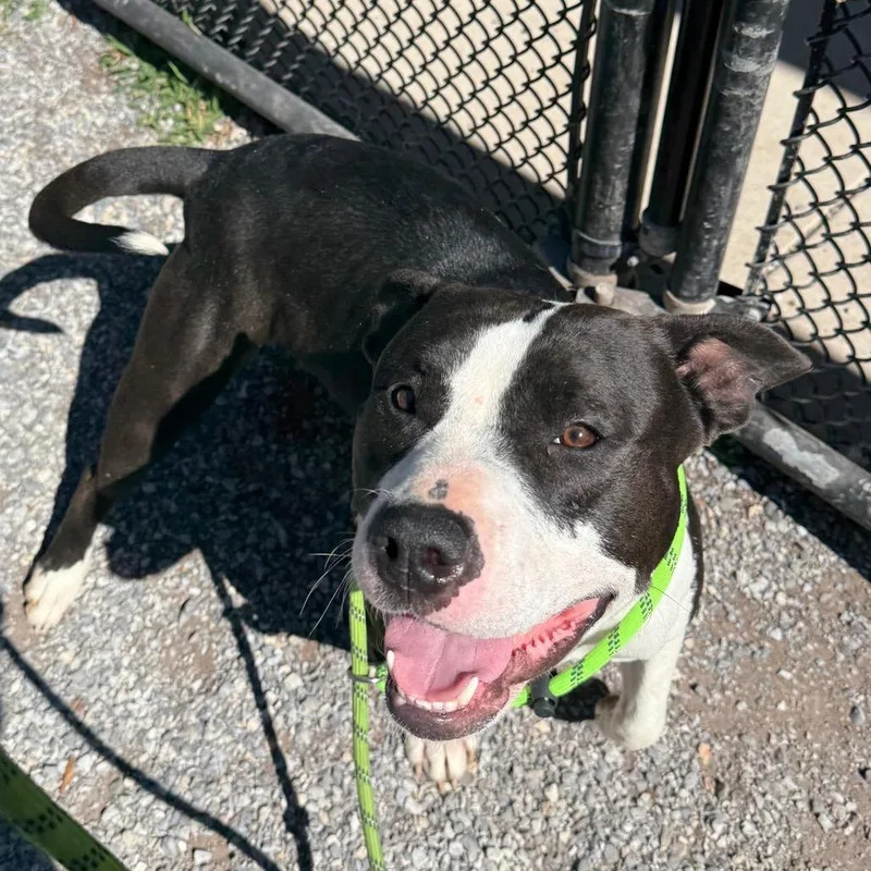 An adult large-sized female Black Pit Bull Terrier dog named Yorkstray for adoption in York, PA
