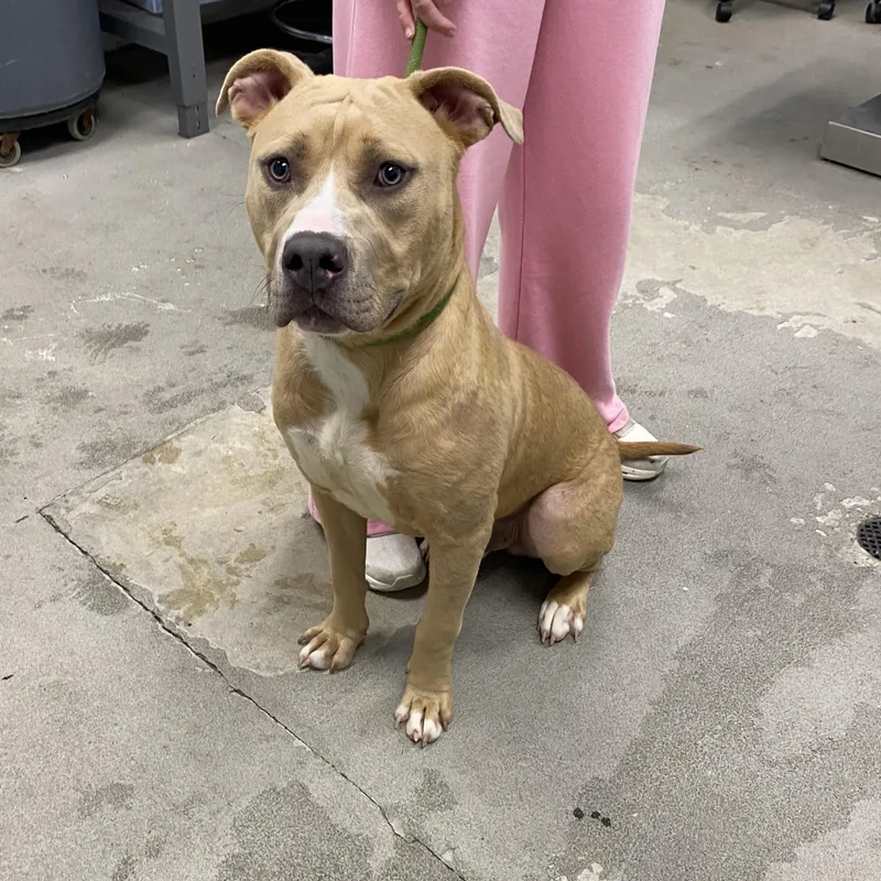An adult large-sized male Pit Bull Terrier dog named Harley for adoption in Urbana, IL