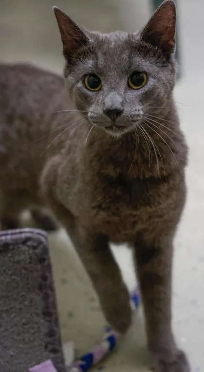 An adult medium-sized male Domestic Short Hair cat named Kit for adoption in Baraboo, WI