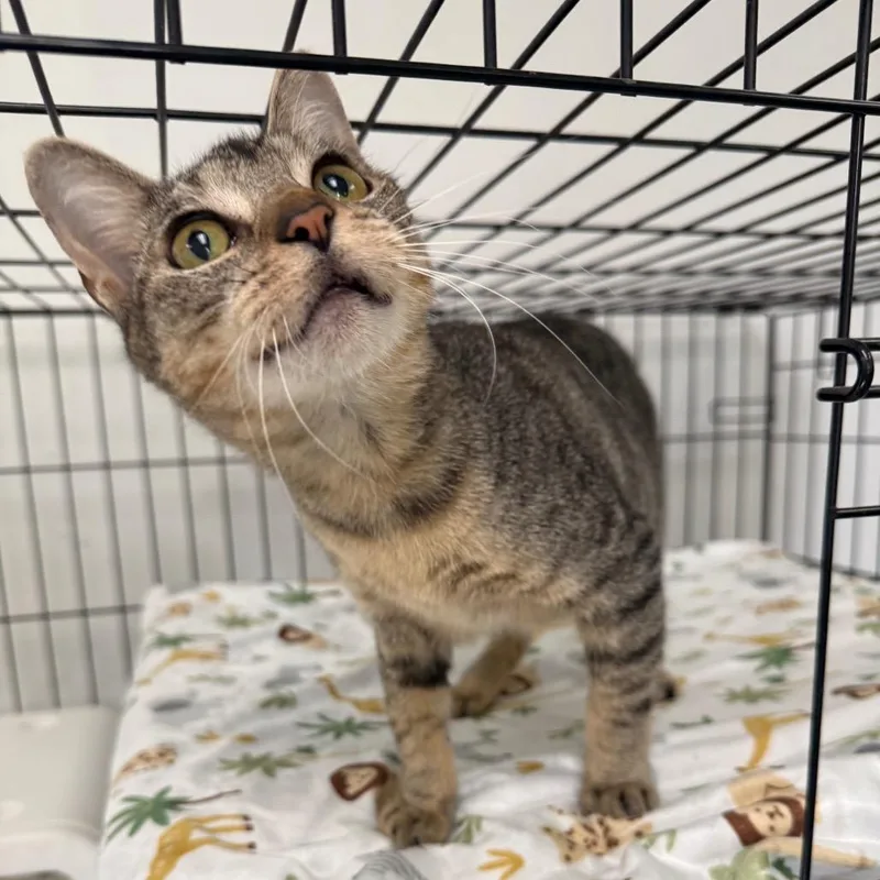 A young medium-sized female Brown / Chocolate Domestic Short Hair cat named Lilly for adoption in Houston, TX