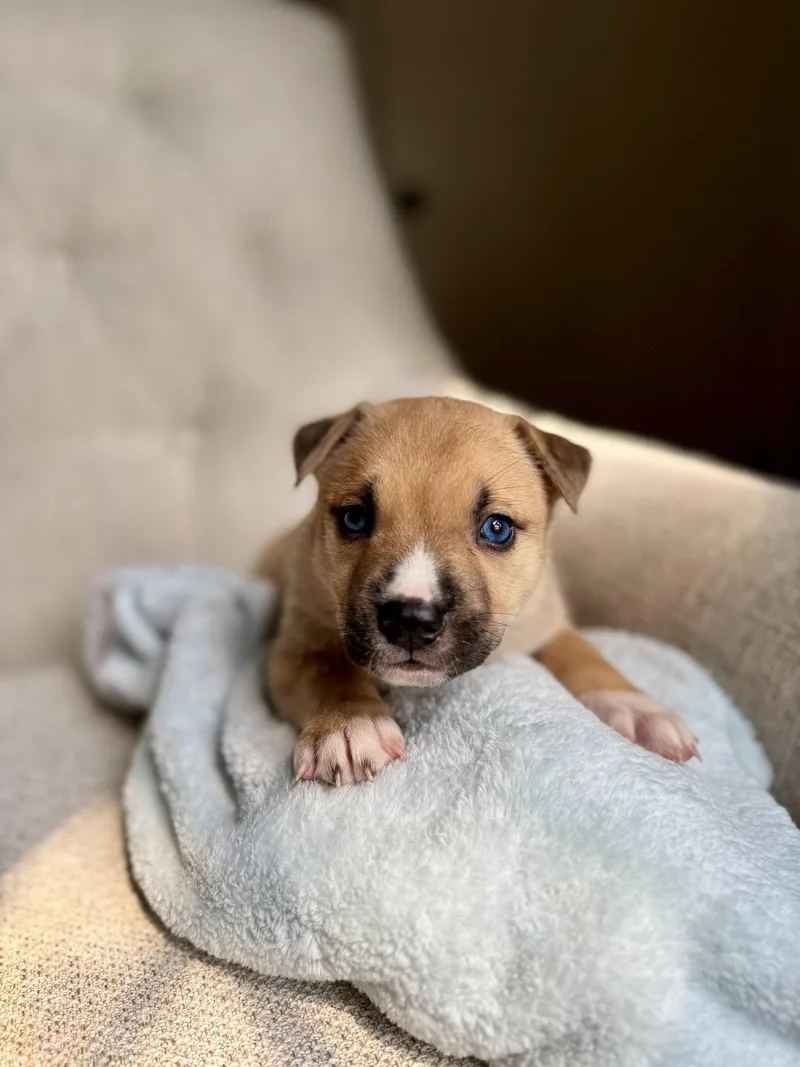 A baby medium-sized male American Staffordshire Terrier dog named Desmond Nuggets litter for adoption in Holly Springs, NC