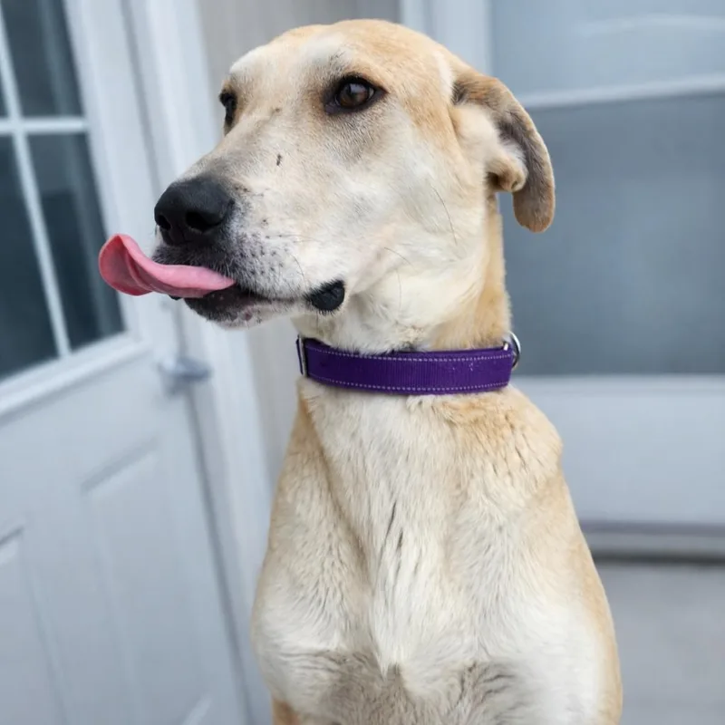 Margerine thumbnail 2