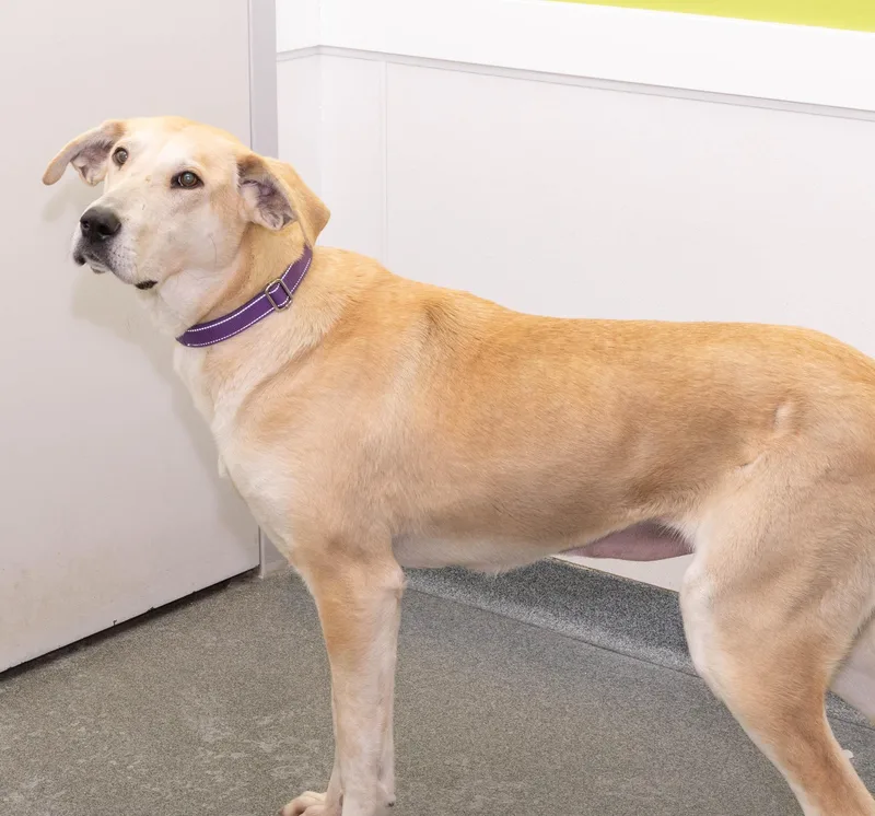 Margerine thumbnail 3