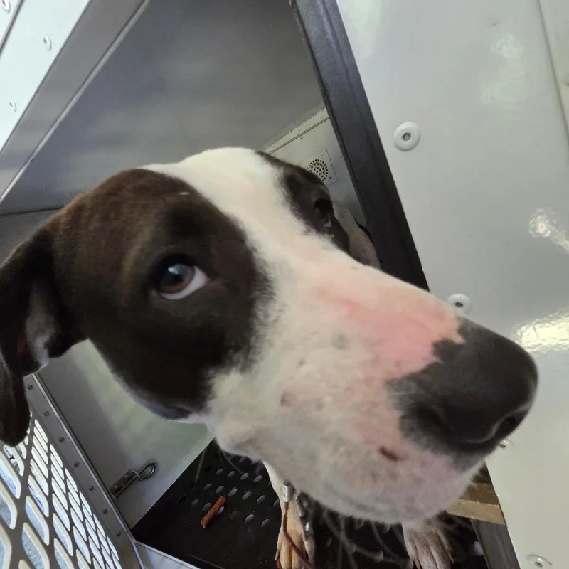 An adult medium-sized male White / Cream Mixed Breed dog named Straywoddrufffarmroad for adoption in Columbus, GA