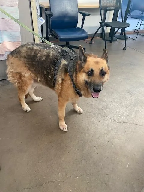 An adult large-sized female Mixed Breed dog named Cookie for adoption in Dallas, TX