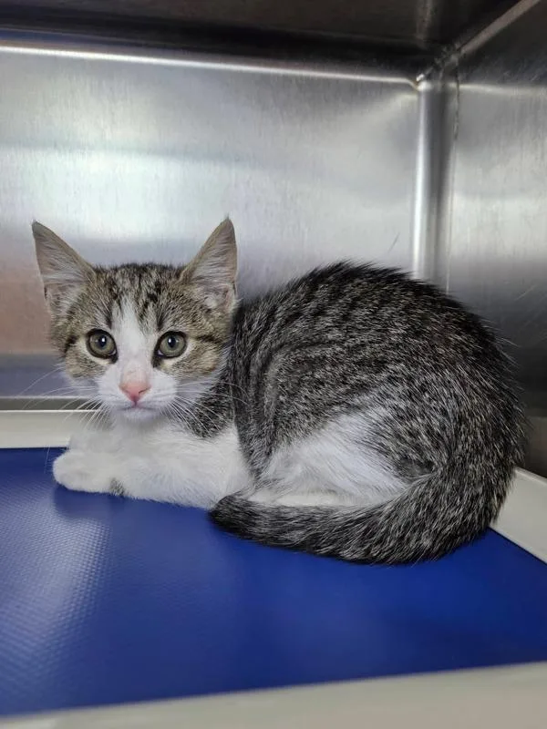 A baby small-sized male Domestic Short Hair cat named Pugsley for adoption in Millersville, MD