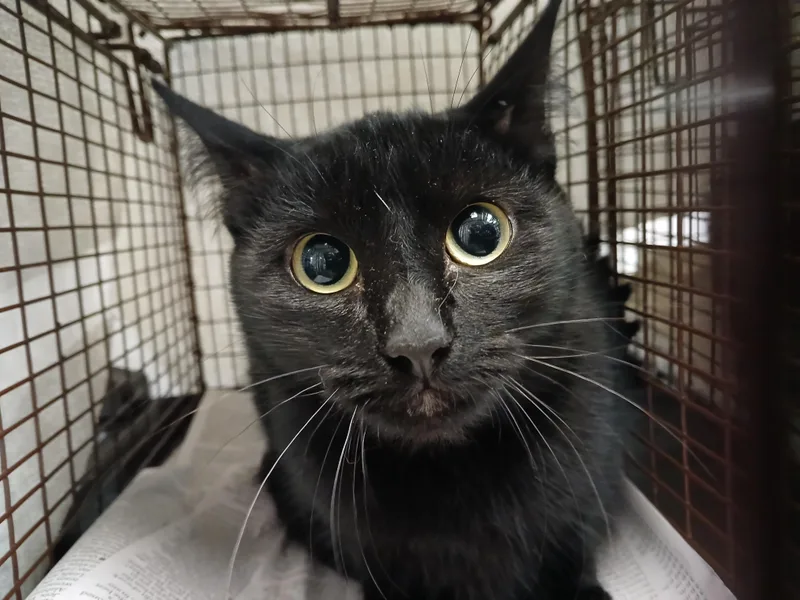 A young small-sized female Domestic Short Hair cat named Nedeznda for adoption in Los Angeles, CA