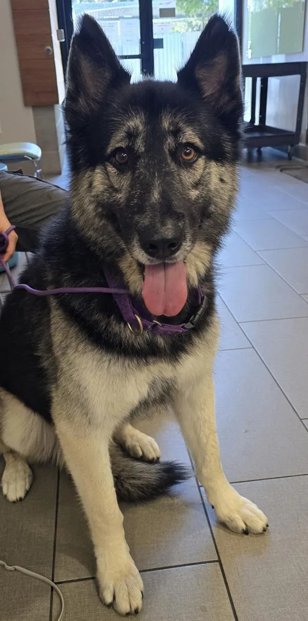 An adult large-sized female German Shepherd Dog dog named Sally for adoption in El Cajon, CA