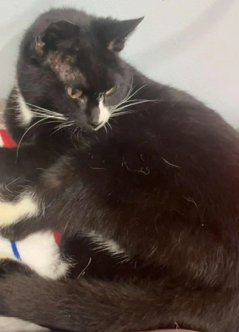 An adult medium-sized female Black & White / Tuxedo Domestic Short Hair cat named Cammie for adoption in Lemoyne, PA