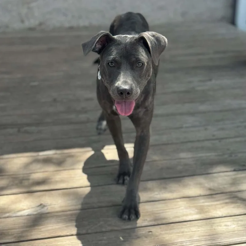 A baby medium-sized female Gray / Blue / Silver Pit Bull Terrier dog named Bonny for adoption in Mead, CO