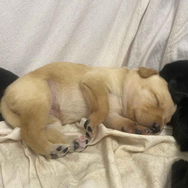 A baby medium-sized female Yellow / Tan / Blond / Fawn Mixed Breed dog named Aurelia for adoption in Columbus, NC