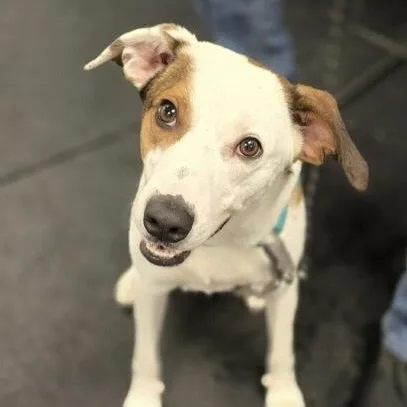 A young medium-sized male Bicolor Jack Russell Terrier dog named Barclay for adoption in Scottsburg, IN