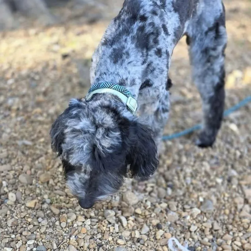 Duke Sh In Ms thumbnail 2