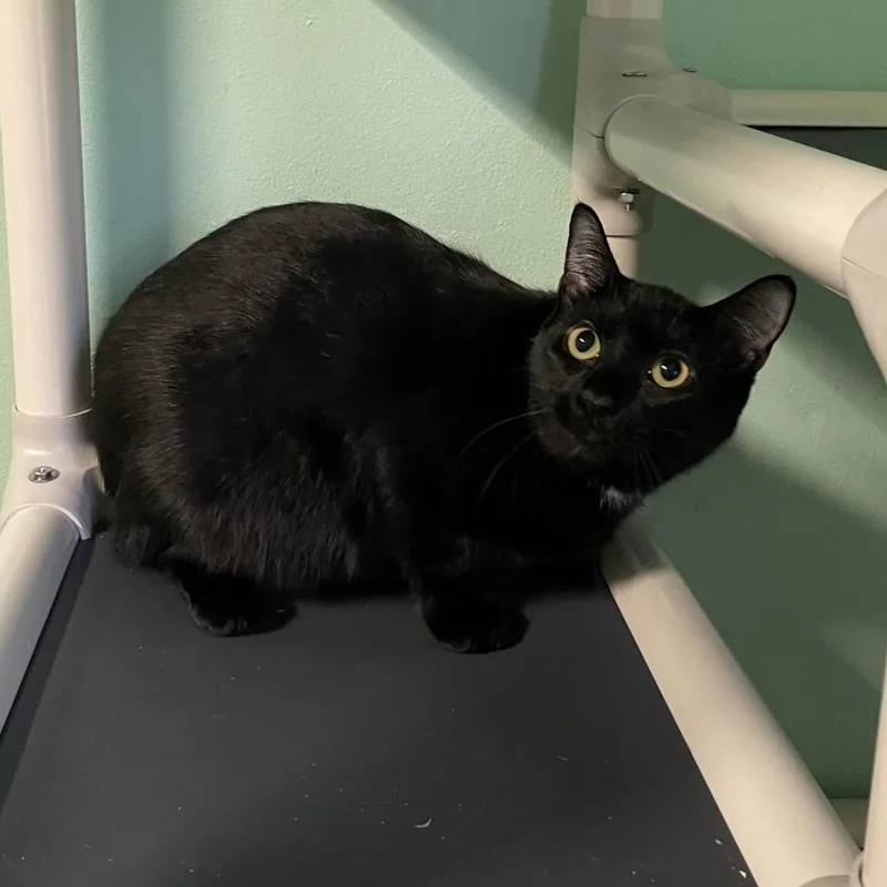 An adult large-sized female Black Domestic Short Hair cat named Angelica for adoption in Port Richey, FL