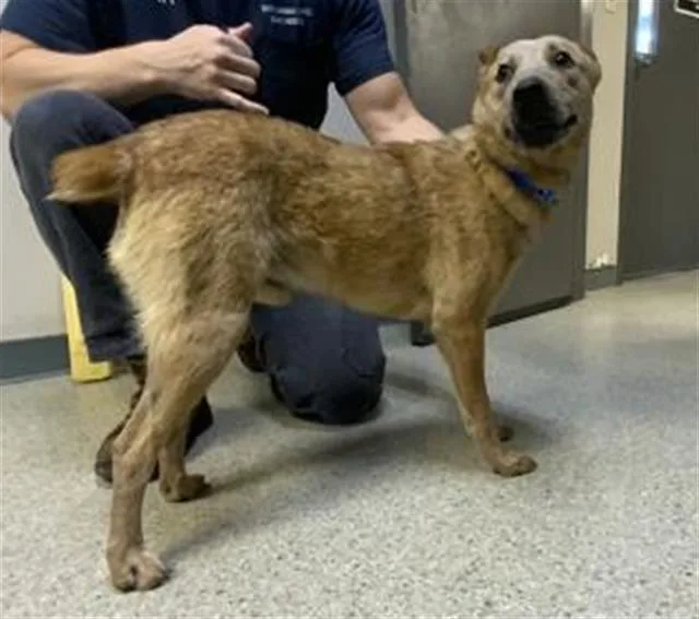 A young medium-sized male Australian Cattle Dog / Blue Heeler dog named A for adoption in Visalia, CA