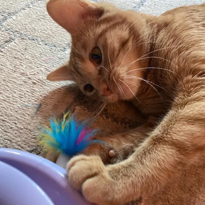 Trixie Kelsang thumbnail 2